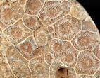 Beautiful Polished Fossil Coral Head - Morocco #16353-3